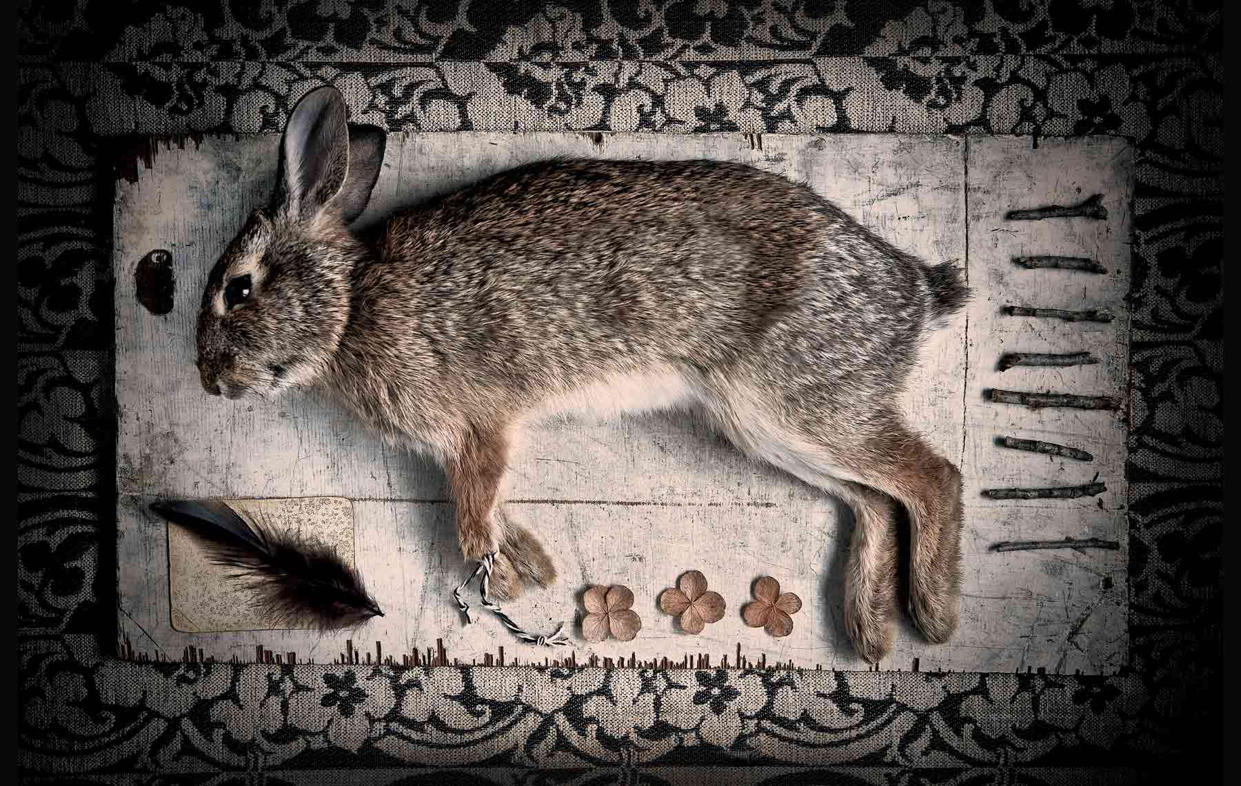 Rabbit-stillife3